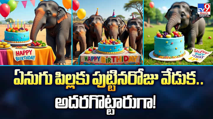 ఏనుగు పిల్లకు పుట్టినరోజు వేడుక.. అదరగొట్టారుగా ఏనుగు పిల్లకు పుట్టినరోజు వేడుక.. అదరగొట్టారుగా
