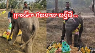 Optical Illusion: మీ కళ్లకు సూపర్ టెస్ట్.. ఈ చిత్రంలో దాగి ఉన్న జిరాఫీని గుర్తిస్తే.. మిమ్మల్ని మించిన తోపుల్లేరు!