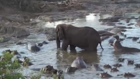 ఏనుగు ధైర్యం చూస్తే షాక్ అవ్వాల్సిందే..!