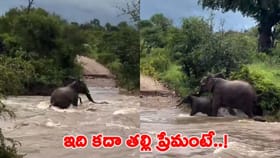 గున్న ఏనుగు కోసం ప్రాణాలే పణంగా పెట్టిన తల్లి..!