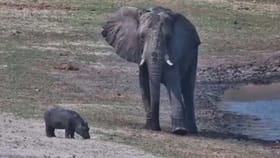 ఇది కదా మానవత్వం.. పిల్ల హిప్పో కోసం ఏనుగు ఏం చేసిందంటే!