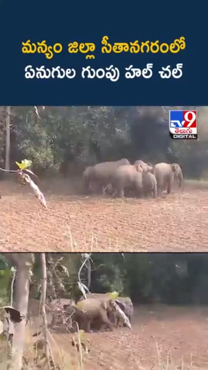 మన్యం జిల్లాలో ఏనుగుల గుంపు హల్‌చల్.. ఇదిగో వీడియో