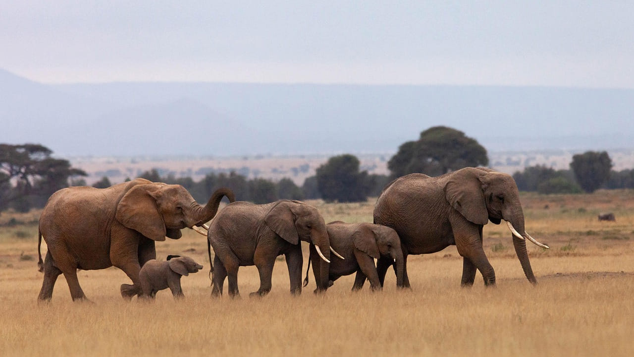 వీటిలో 2 దంతాలు బయట కనిపిస్తాయి. 24 దంతాలు నోటి లోపల ఉంటాయి. ఏనుగు జీవితంలో అత్యంత ఆసక్తికరమైన విషయం ఏమిటంటే దాని దంతాలు ఒకటి రెండు సార్లు కాదు, ఏకంగా 6 సార్లు ఊడిపోయి తిరిగి పెరుగుతాయట. 