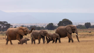 Sabarimala Makara Jyothi: నేడే అద్బుత ఘట్టం.. మకర జ్యోతి దివ్యదర్శనం: ఇక్కడే స్పష్టంగా జ్యోతి దర్శనం