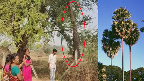 3 ఏళ్ల క్రితం నేలకొరిగిన తాటి చెట్టు లేచి నిల్చుంది.. బ్రహ్మంగారి కాలజ్ఞానం నిజమేనేమో?