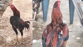 పందెం కోళ్లను కోసుకు తిన్న పోలీసులు...