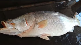 పులస తర్వాత దీనికే క్రేజ్.. ఈ చేప బెనిఫిట్స్ తెలిస్తే వదలరు..