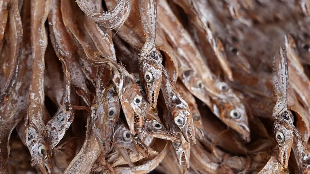 చేపలను మనలో చాలా మంది తింటారు. ఎందుకంటే, ఇది మన శరీరానికి ఎంతో మేలు చేస్తుంది. అంతేకాదు, నాన్ వెజ్ లవర్స్ కి ఇది ఫేవరేట్ డిష్ కూడా. కాకపోతే  చేపలు మాత్రమే కాకుండా వీటిలో అనేక కొత్త రకాలు కూడా ఉన్నాయి. 