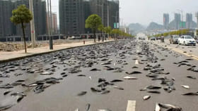 Fish Rain: ఆకాశం నుంచి చేపల వర్షం.. ఎందుకిలా జరుగుతుందో తెలుసా?