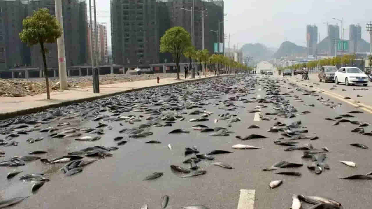 Fish Rain: ఆకాశం నుంచి చేపల వర్షం.. ఎందుకిలా జరుగుతుందో తెలుసా?