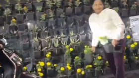 Viral Video: కక్కుర్తి పాడుగాను... పూలకుండీలను ఎత్తుకెళ్లిన జనం..