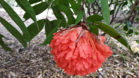 ఆకుల కింద దాక్కునే ఆ పూలను చూశారా..?