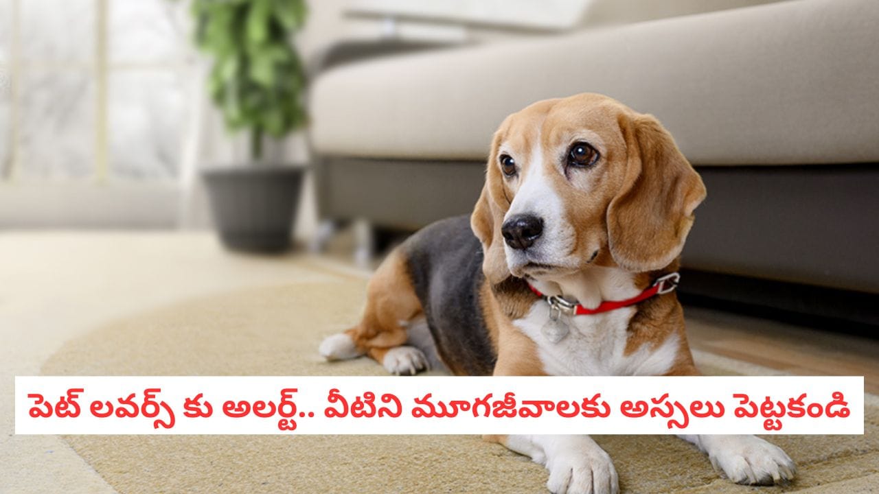 Pet Care: ప్రేమతో పెట్టే ఆహారమే వాటి పాలిట విషం.. కుక్కలకు అస్సలు ఇవ్వకూడని ఆహారాలు ఇవే!