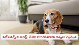 పెట్ లవర్స్ కు అలర్ట్.. వీటిని మూగజీవాలకు అస్సలు పెట్టకండి
