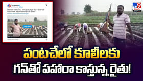 పంటచేలో కూలీలకు గన్‌తో పహారా కాస్తున్న రైతు