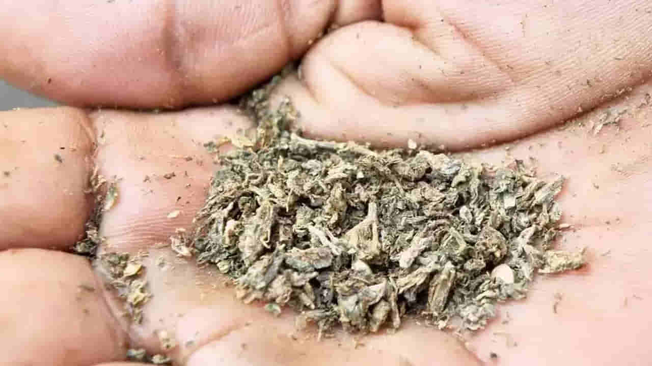 Hyderabad: డ్రగ్స్ తీసుకుని హైదరాబాద్ ఈగల్ టీంకు చిక్కిన ఏపీ ఎమ్మెల్యే కుమారుడు..