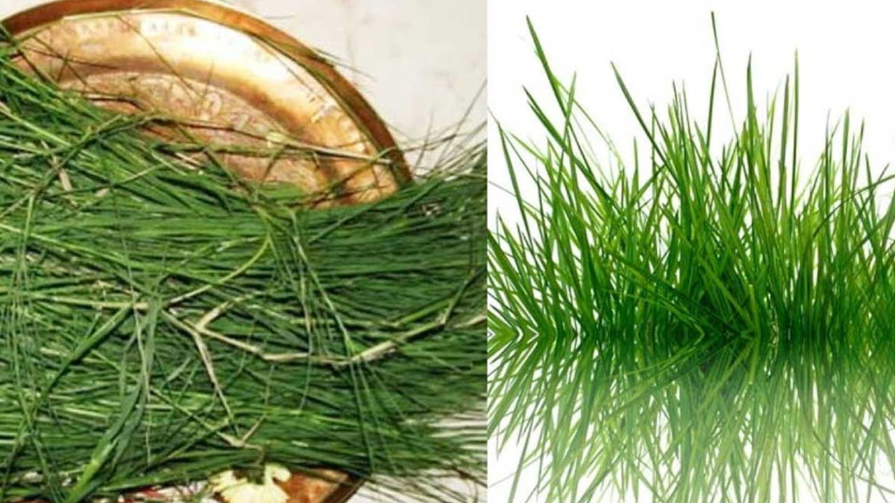 గరికను ఎక్కువగా పశుగ్రసానికి ఉపయోగిస్తారు. అంతే కాకుండా దీనికి ఆధ్యాత్మికంగా ప్రత్యేక స్థానం ఉంది. గణేషుడి పూజలో దీనిని చాలా పవిత్రంగా భావించి పూజలు చేస్తుంటారు. అంతేకాకుండా పిండప్రదానాల సమయంలో కూడా దీనిని ఉపయోగిస్తారు. అయితే ఇది మతపరంగానే కాకుండా ఆయుర్వేద పరంగా, ఆరోగ్య పరంగా కూడా అనేక ప్రయోజనాలు అందిస్తుందని చెబుతున్నారు ఆరోగ్య నిపుణులు.