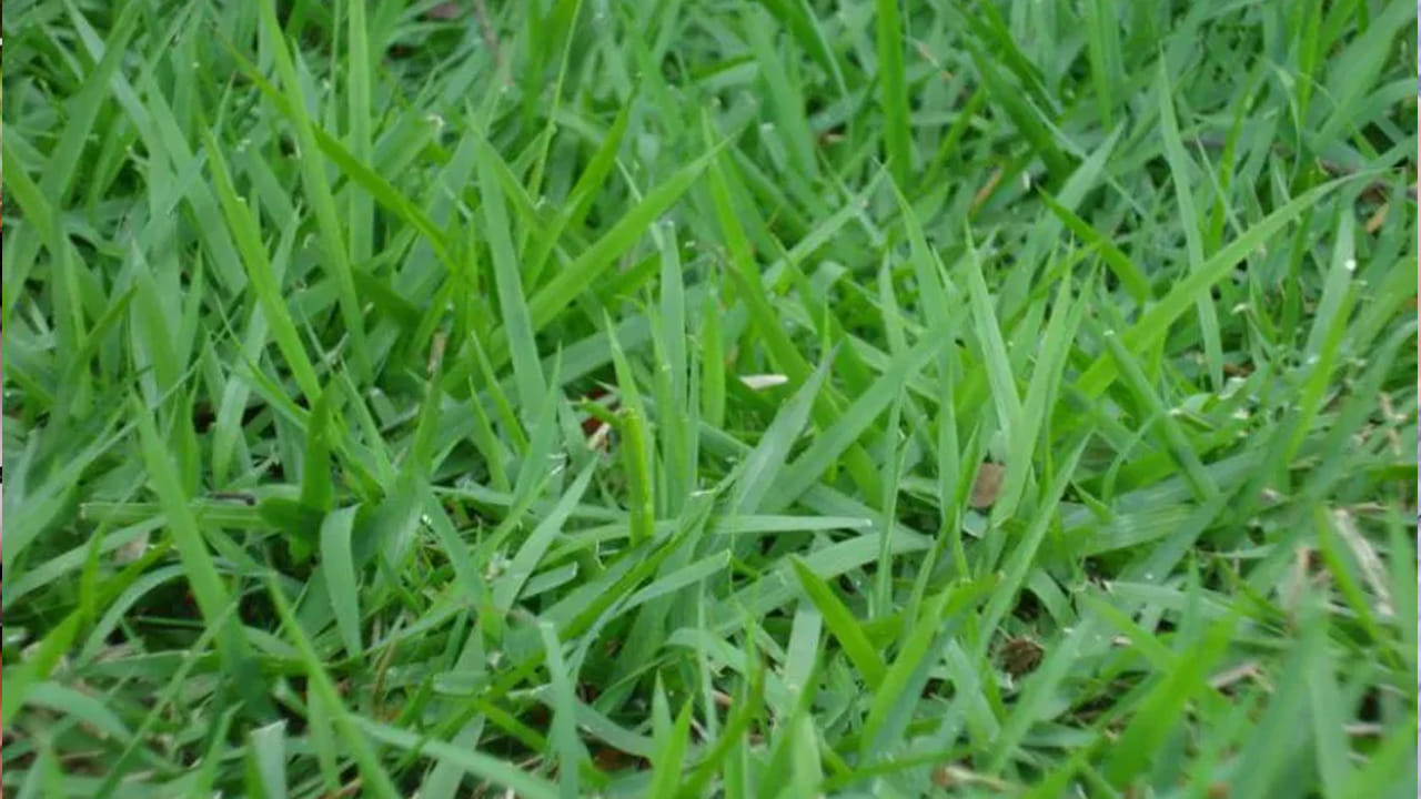 గరికలో విటమిన్ ఎ, విటమిన్ సి, ఇతర పోషకాలు పుష్కలంగా ఉండటం వలన ఇవి రోగనిరోధక శక్తిని పెంచి, వైరల్ ఇన్ఫెక్షన్స్ నుంచి కాపాడుతాయి. దీనిని జ్యూస్‌గా తాగడం వలన రోగనిరోధక శక్తి పెరిగి, శరీరానికి తక్షణ శక్తి అందుతుంది.