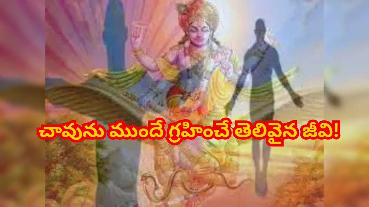 Garuda puranam: చావు దగ్గరపడుతుందని ముందే గ్రహించే జీవి ..శాస్త్రవేత్తలకే షాక్!