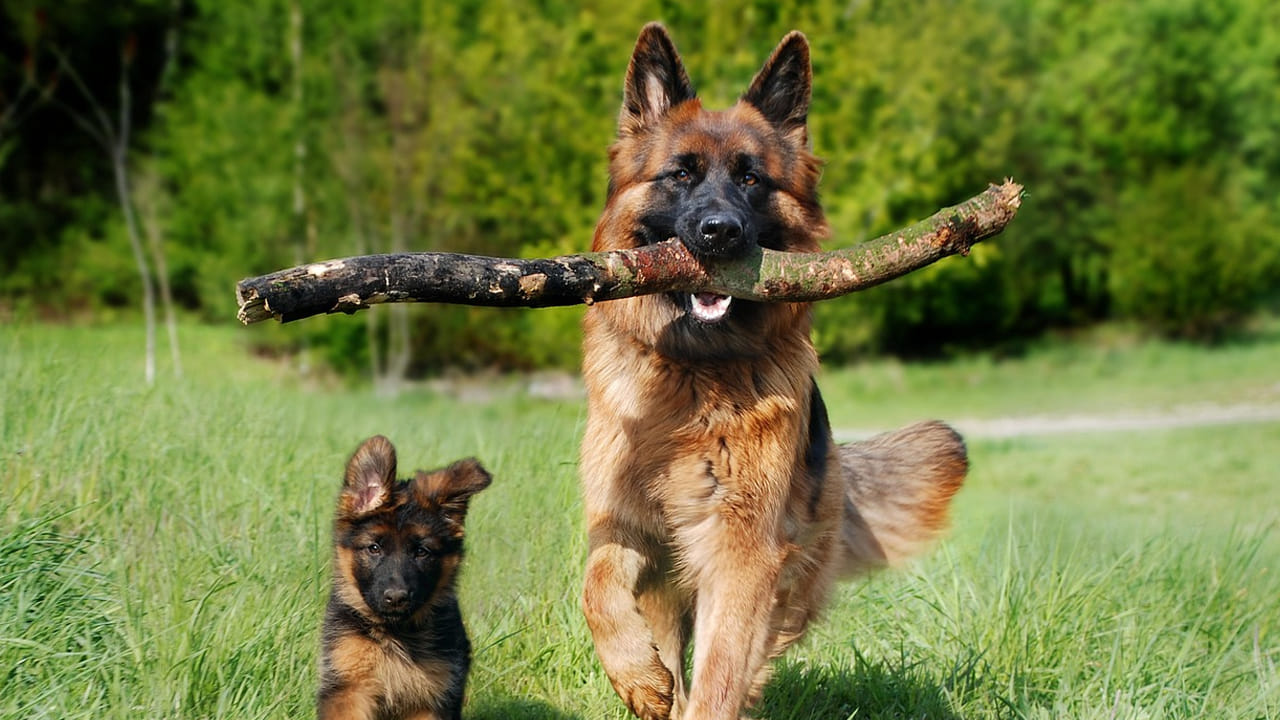 జర్మన్ షెపర్డ్‌లు గా పిలిచే ఈ డాగ్స్ వరల్డ్ లోనే  బెస్ట్ అని చెప్పొచ్చు. ఎందుకంటే ఇది తెలివైనవి, మనుషుల్లాగానే 
భాద్యతగా ఉంటాయి. వీటికి శిక్షణ ఇచ్చి వారికీ కావాల్సినట్టుగా మార్చుకుంటారు. అయితే, అలా చేసే సమయంలో ఒక్కోసారి కంట్రోల్ తప్పుతాయి అప్పుడు మనుషుల మీద దాడి చేస్తాయి.