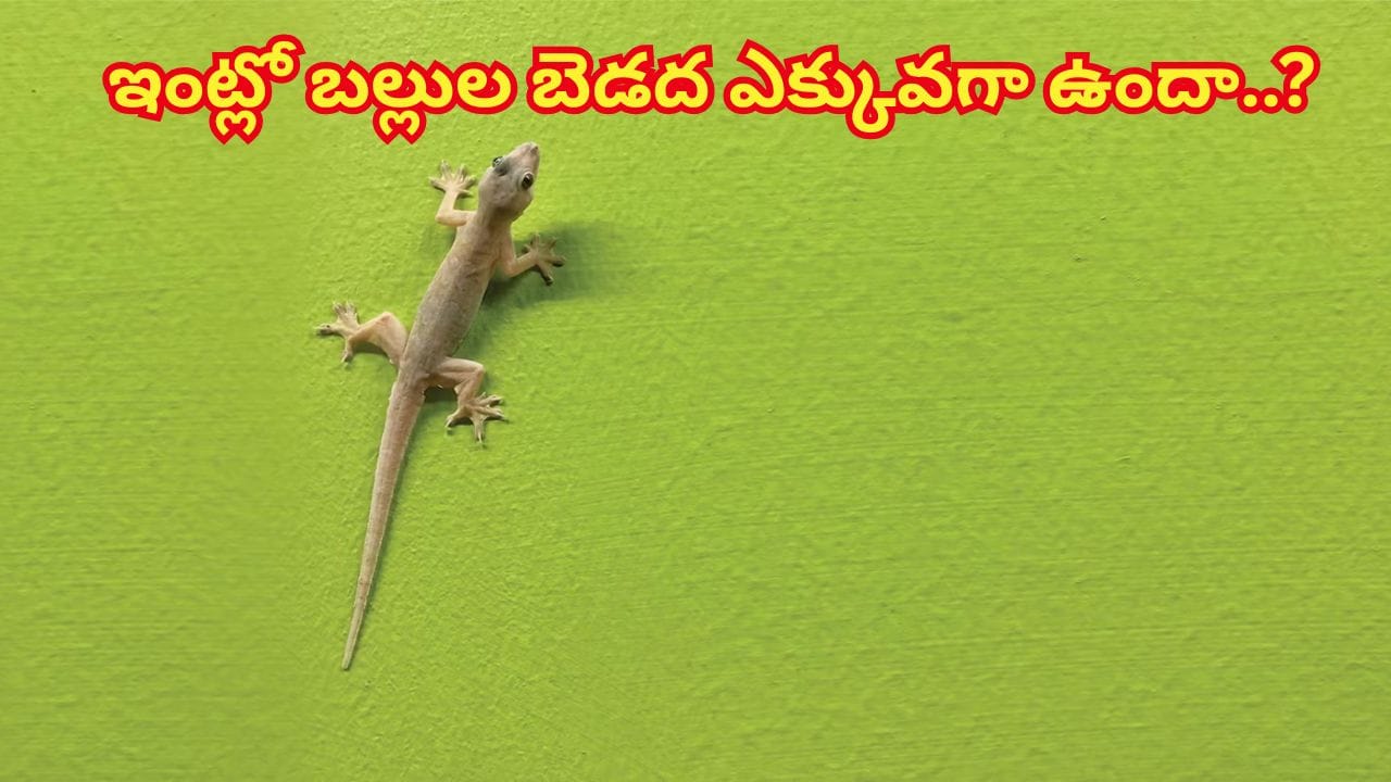 ఈ పక్షి ఈక ఒక్కటి మీ ఇంట్లో ఉంటేచాలు.. ఒక్క బల్లి కూడా ఉండదు..! వెంటనే వెతికి తెచ్చేసుకోండి..