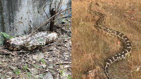 బాహుబలి కొండచిలువను చూశారా..?