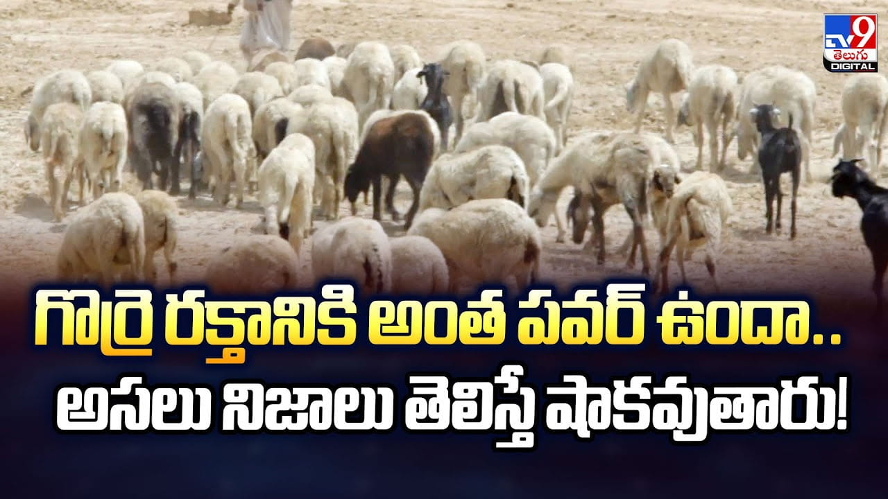 గొర్రె రక్తానికి అంత పవర్ ఉందా.. అసలు నిజాలు తెలిస్తే షాకవుతారు