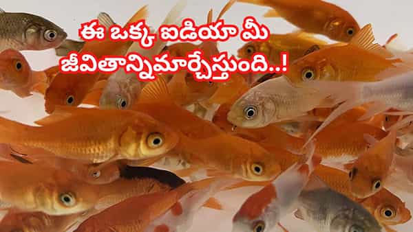 బంగారంలాంటి లాభాలు ఇచ్చే హోమ్ బిజినెస్ ప్లాన్..ఇంట్లో నుంచే నెలనెలా భారీ ఆదాయం!