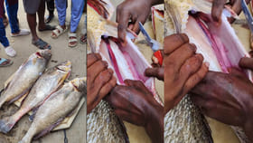 పండగ వేళ జాలర్లకు అదృష్టం పండింది...