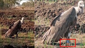 రాబందులకు జీపీఎస్ ట్రాకర్..!