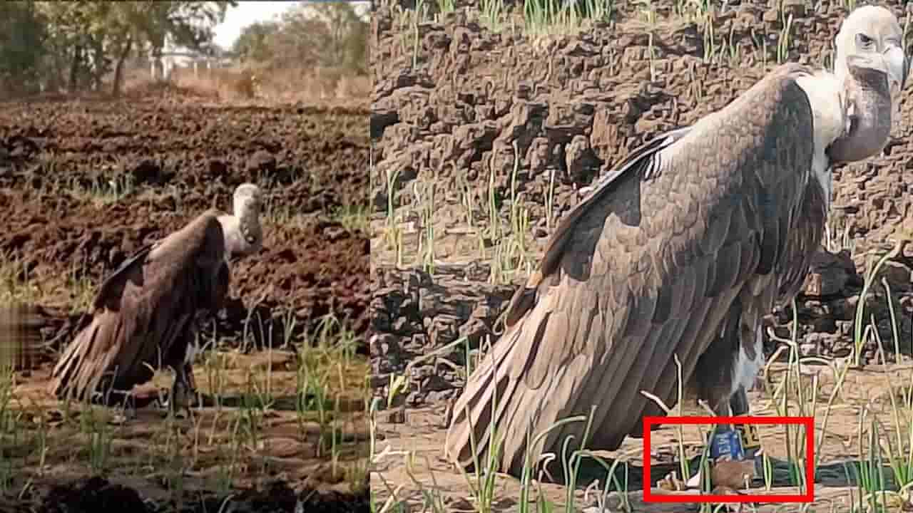 రాబందులకు జీపీఎస్ ట్రాకర్.. ఇది ఎవరి పని.. ఉలిక్కిపడ్డ బహిరాన్‌ దిబ్బ గ్రామస్తులు..!