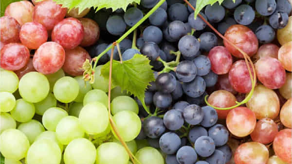 Grapes Health: వీరికి ద్రాక్ష విషంతో సమానం.. పొరపాటున తిన్నారో ఇక అంతే..
