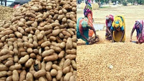 వేరుశనగకు ఆల్ టైం హై ధర