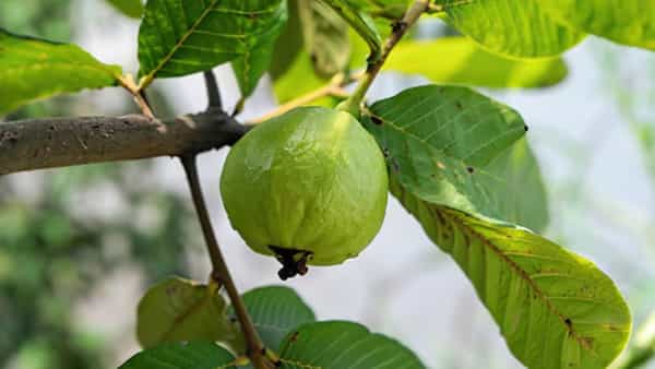 ఓరీ దేవుడో వీళ్లకు జామకాయ వెరీ డేంజర్..! అస్సలు తినొద్దు తెలుసా?