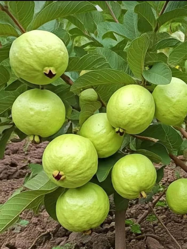 అసలు జామ పండ్లను ఏ టైంలో తినాలి?