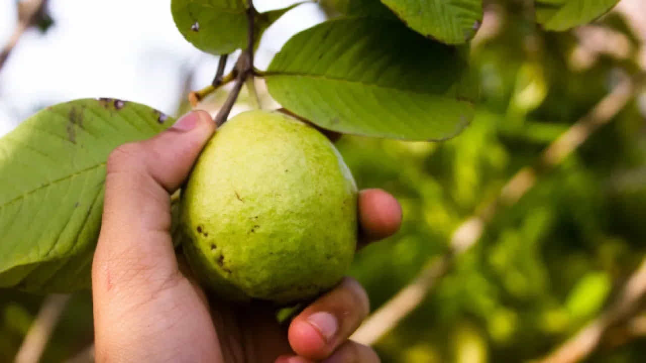 జీర్ణక్రియ మెరుగు: నేటి కాలంలో ఆహారపు అలవాట్ల వల్ల మలబద్ధకం సర్వసాధారణమైంది. జామపండులో పీచు పదార్థం పుష్కలంగా ఉంటుంది. ఇది జీర్ణక్రియను వేగవంతం చేసి, పేగు కదలికలను మెరుగుపరుస్తుంది. ప్రతిరోజూ జామను తీసుకుంటే మలబద్ధకం సమస్య శాశ్వతంగా దూరమవుతుంది.