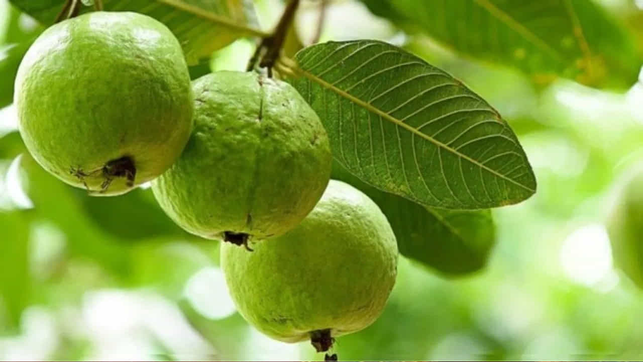 స్త్రీలకు ఒక వరం: చాలామంది మహిళలు ఎదుర్కొనే ఋతుక్రమ సమస్యలకు జామ ఒక సహజ పరిష్కారం. జామ ఆకుల సారం లేదా పండులో ఉండే యాంటీ ఇన్ఫ్లమేటరీ గుణాలు నెలసరి సమయంలో వచ్చే తీవ్రమైన కడుపు నొప్పిని తగ్గించడంలో ప్రభావవంతంగా పనిచేస్తాయి.