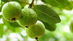 రోజూ జామపండు తింటే ఏమవుతుంది.. ఈ విషయాలు పక్కా తెలుసుకోండి..