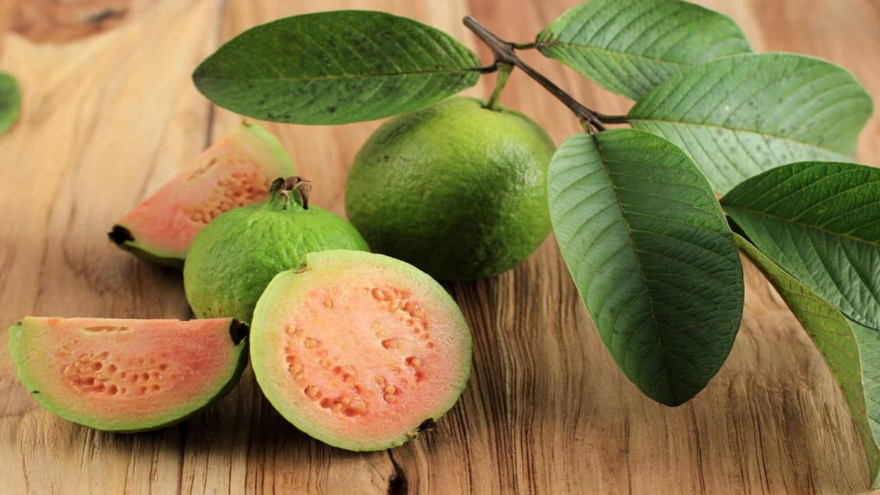 మీరు బరువు తగ్గాలని చూస్తున్నట్లయితే, జామ ఆకులు సహాయపడతాయి. జామ ఆకులలో ఫైబర్ ఉంటుంది. ఇది శరీరంలో కార్బోహైడ్రేట్ శోషణను తగ్గించడంలో సహాయపడుతుంది. ఇది బరువు తగ్గడానికి సహాయపడుతుంది.