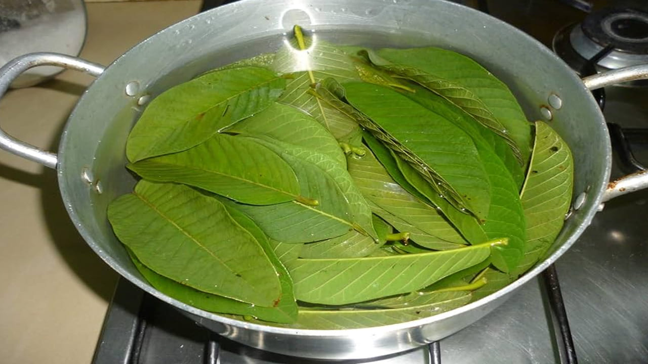 జామ ఆకులలో పొటాషియం, ఫైబర్ పుష్కలంగా ఉంటాయి. ఇవి రక్తపోటును నియంత్రించడంలో సహాయపడతాయి. రక్తపోటు రోగులు ఖాళీ కడుపుతో వీటిని తినవచ్చు. అయితే, ఏదైనా ఆహారంలో మార్పులు చేసే ముందు మీ వైద్యుడిని సంప్రదించండి.