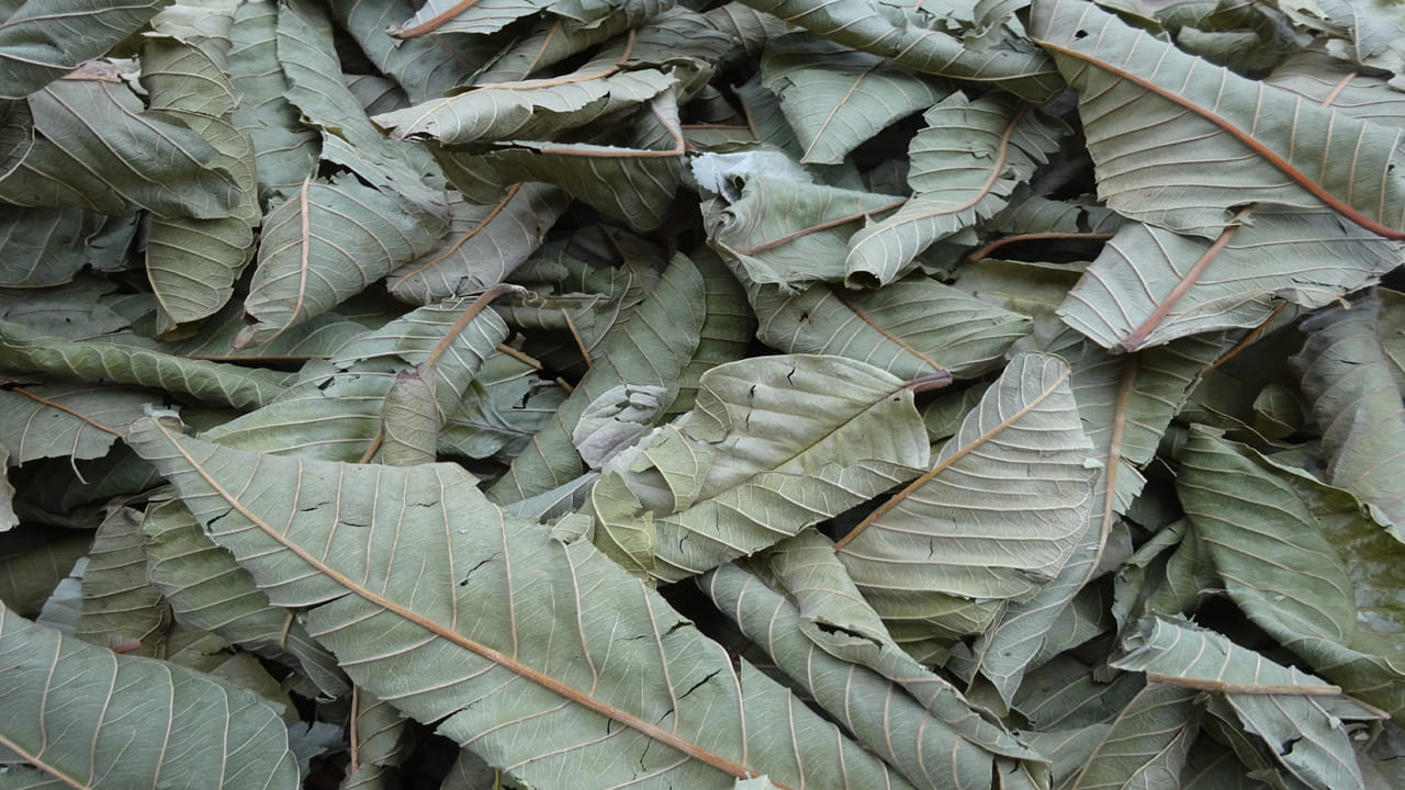 ఇదేదో ఎండిపోయిన గడ్డి అనుకుంటే పొరపాటే.. ఈ ఆకు తింటే షుగర్‌ ఎప్పటికీ పెరగదు..!