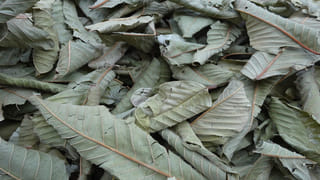 రాత్రి తిన్న తర్వాత జీలకర్ర తింటే బరువు తగ్గుతారా..? అపొహలు కాదు అసలు నిజాలు తెలుసుకోండి..