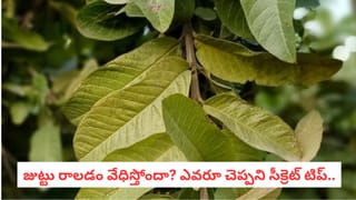 అబ్రకదబ్ర.. నల్లకోడా మజాకా.. ఈ మాంసం తిన్నారంటే రోగాలన్నీ మాటాష్..