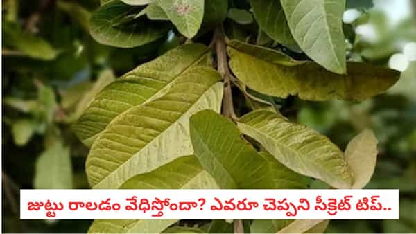Hair Care: పెరట్లో ఉండే ఈ ఆకులు తలపై రాస్తే జుట్టు రాలడం తగ్గుతుందా?.. ఆయుర్వేదం చెప్పే సీక్రెట్