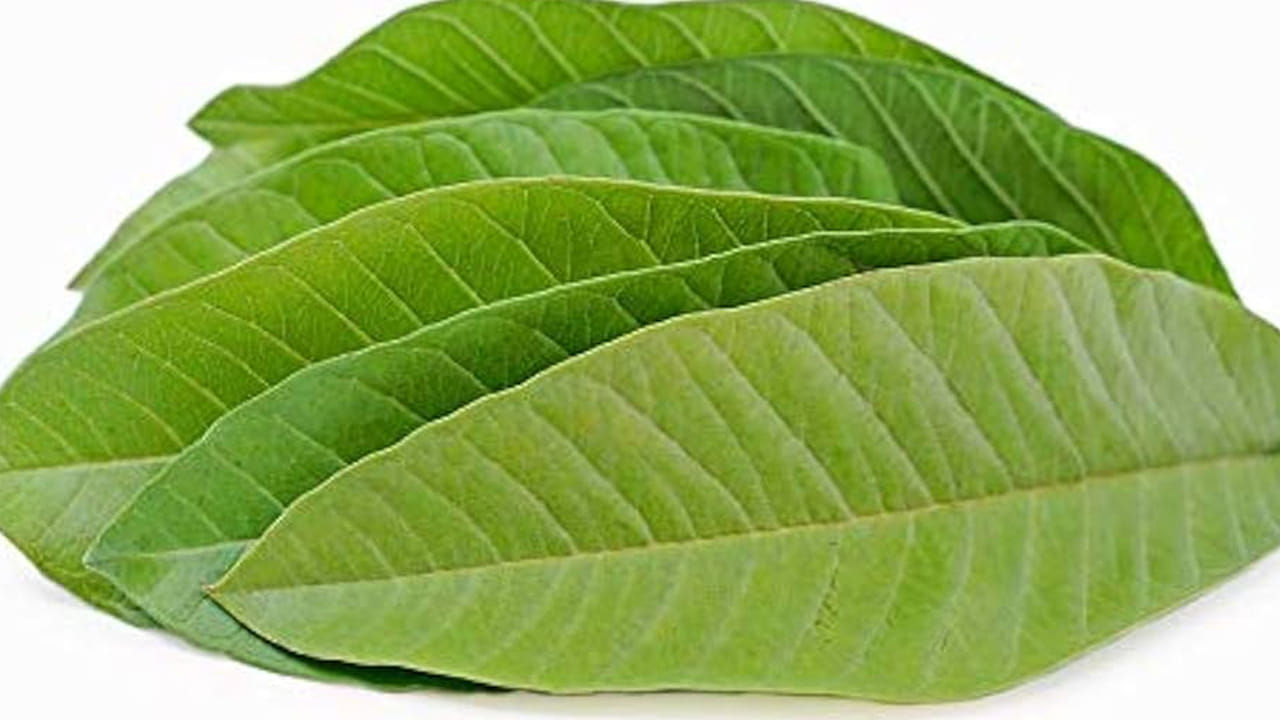 జామ ఆకులు దగ్గు నుండి ఉపశమనం కలిగించడంలో, గొంతు నుండి శ్లేష్మం తొలగించడంలో సహాయపడతాయి. ఉదయం ఖాళీ కడుపుతో వాటిని నమలడం వల్ల గొంతు చికాకు తగ్గుతుంది. ఉదయం ఖాళీ కడుపుతో జామ ఆకులను నమలడం వల్ల జీర్ణ, కడుపు సంబంధిత సమస్యల నుండి ఉపశమనం లభిస్తుంది.