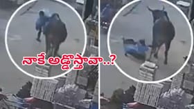 నడిరోడ్డుపై ఎద్దు బీభత్సం.. గాలిలో బంతిలాగ ఎగిరిపడ్డ మహిళ..