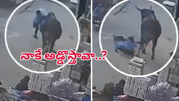 నడిరోడ్డుపై ఎద్దు బీభత్సం.. గాలిలో బంతిలాగ ఎగిరిపడ్డ మహిళ.. షాకింగ్ వీడియో చూస్తే వణుకే..!