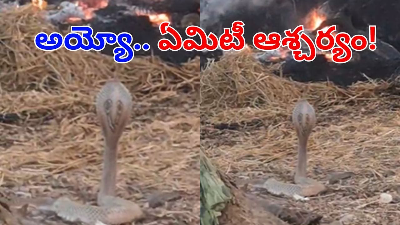 Watch Video: మంటల్లోంచి బుసలు కొడుతూ బయటకొచ్చిన నాగుపాము.. ఆ తర్వాత సీన్ చూస్తే..