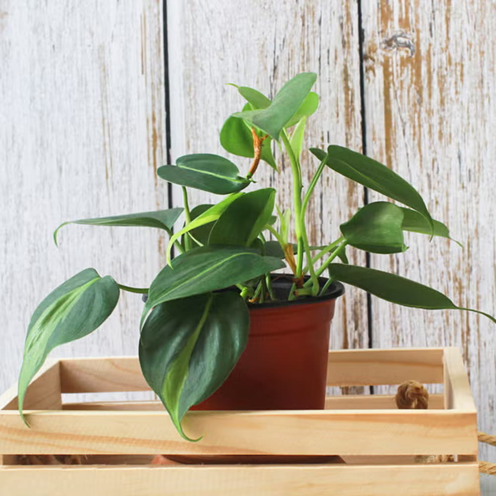 ఇంట్లో పెంచుకునేందుకు మరో అద్భుతమైన మొక్క హార్ట్-లీఫ్ ఫిలోడెండ్రాన్. ఈ మొక్క కూడా చాలా వేగంగా పెరుగుతుంది. ఈ మొక్కకు కూడా ఎక్కవ కాంతి అవసరం లేదు. దీన్ని ఇంట్లో ఎక్కడైనా పెట్టుకోవచ్చు. ఇది ఇంటికి అందం పెంచడంతో పాటు ఇంట్లోని గాలిని కూడా శుద్ధి చేస్తుంది. మీ ఆరోగ్యానికి కూడా ఇది ప్రయోజనకరంగా ఉంటుంది. కాబట్టి పైన పేర్కొన్న మొక్కలను ఇంట్లో పెంచుకోవడం ద్వారా ఇంటి అందంతో పాటు ఆరోగ్యాన్ని కూడా పెంచుకోవచ్చు.