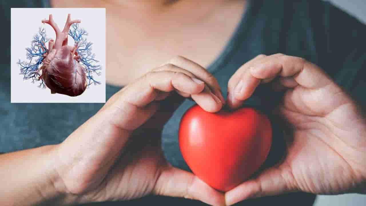 Heart: హార్ట్ అటాక్ తర్వాత గుండె సెల్ఫ్ రిపేర్ చేసుకుంటుందా? సంచలన విషయాలు కనుగొన్న సైంటిస్టులు